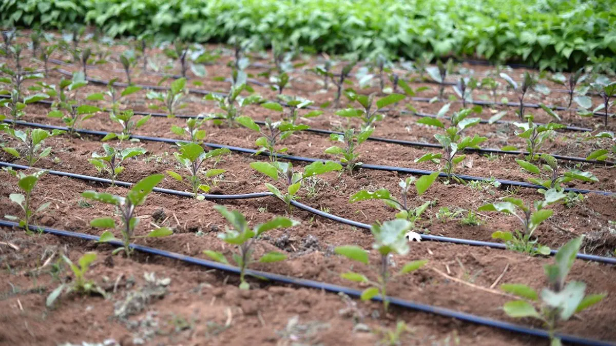 Irrigation Set