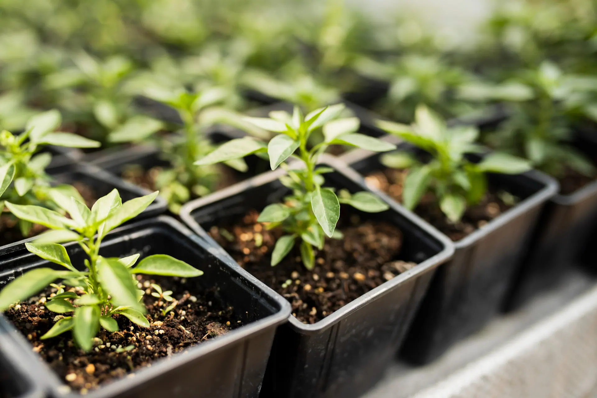 Seed Starter Kit